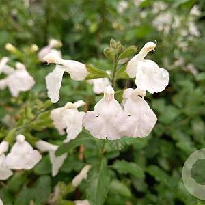 Salvia micr. 'Gletsjer' GM P9