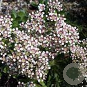 Saxifraga cot. 'Southside Seedling' GM P9