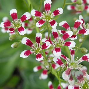Saxifraga cot. 'Southside Seedling' GM P9