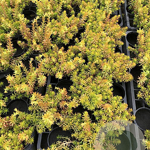 Sedum reflexum 'Angelina' GM P9