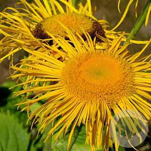 Telekia speciosa GM P9
