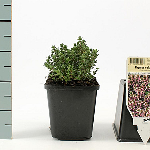 Thymus v. 'Compactus' GM P9
