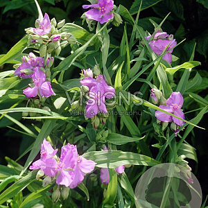 Tradescantia (A) 'Charlotte' GM P9
