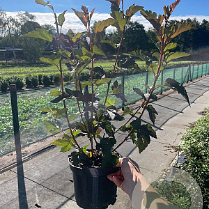 Physocarpus opulif. 'Diabolo' 40-50 cm 3,0L