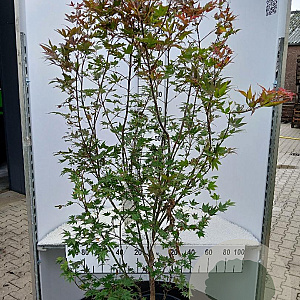 Acer pal. 'Atropurpureum' 150-175 cm 25L najaarspotting