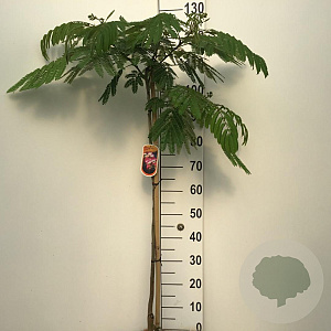 Albizia julibr. Ombrella 90 cm stam 7,5L