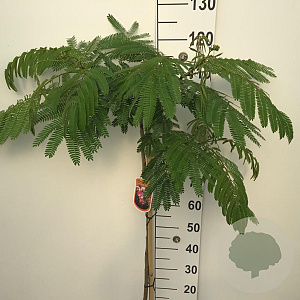 Albizia julibr. Ombrella 90 cm stam 7,5L