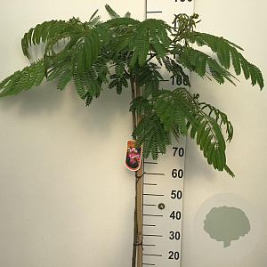 Albizia julibr. Ombrella 90 cm stam 7,5L