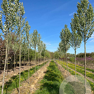 Amelanchier aln. 'Obelisk' 14-16 HO draadkluit