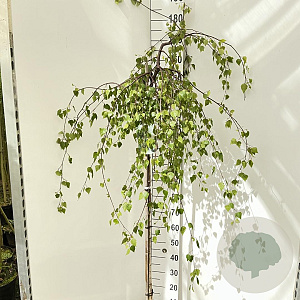 Betula p. 'Youngii' 120 cm stam 10L