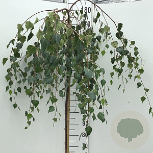 Betula p. 'Youngii' 150 cm stam 10L