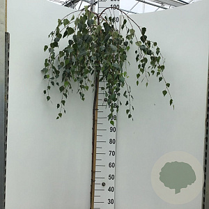 Betula p. 'Youngii' 150 cm stam 10L