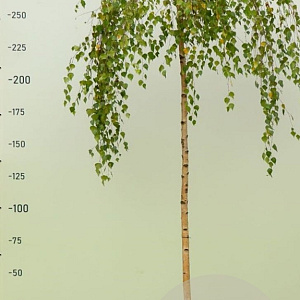 Betula p. 'Youngii' 180 cm stam 15L