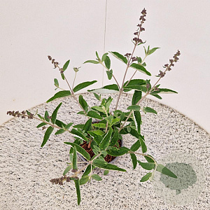 Buddleja Free Petite Blue Heaven 30-35 cm 2,5L