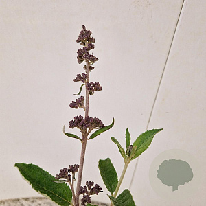 Buddleja Free Petite Blue Heaven 30-35 cm 2,5L