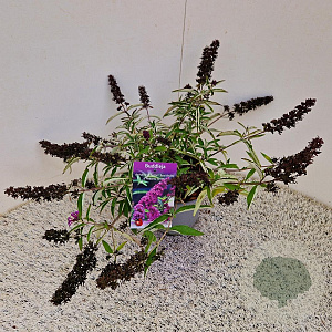 Buddleja Free Petite Tutti Fruitti 25-30 cm 2,5L