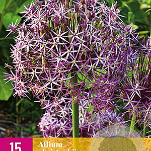 Allium christophii 10-12 cm verpakt per 50