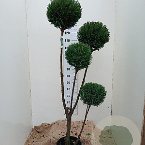 Chamaecyparis l. 'Ellwoodii' 150-175 cm 15L pompon