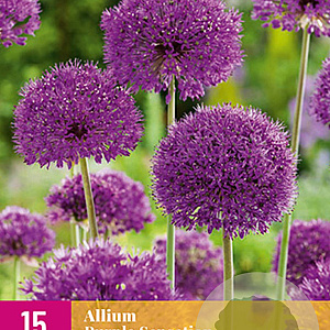 Allium 'Purple Sensation' 10-12 cm verpakt per 50