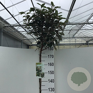 Elaeagnus ebb. 'Compacta' 180 cm stam 15L