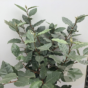 Elaeagnus ebb. 'Compacta' 180 cm stam 15L