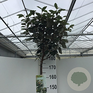 Elaeagnus ebb. 'Compacta' 180 cm stam 15L