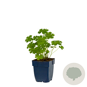 Geranium 'Philippe Vapelle' GM  P11
