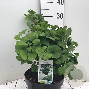 Ginkgo bil. 'Mariken' 30-40 cm 5,0L