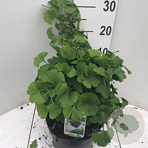 Ginkgo bil. 'Mariken' 30-40 cm 5,0L