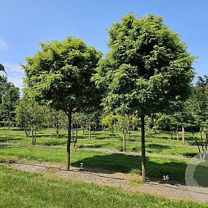 Gleditsia triac. 'Elegantissima' 30-35 HO draadkluit