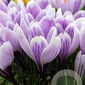 Crocus 'King of the Striped' verpakt per 100