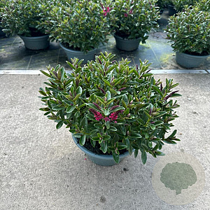 Hebe Hebepetita Red 15 cm 5,0L compact