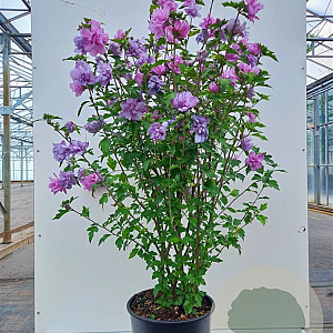 Hibiscus syr. 'Ardens' 125-150 cm 45L najaarspotting