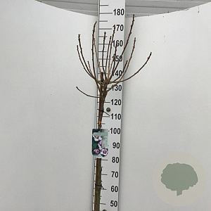 Hibiscus syr. 'Hamabo' 120 cm stam 7,5L