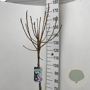 Hibiscus syr. 'Hamabo' 120 cm stam 7,5L