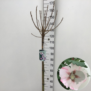 Hibiscus syr. 'Hamabo' 120 cm stam 7,5L