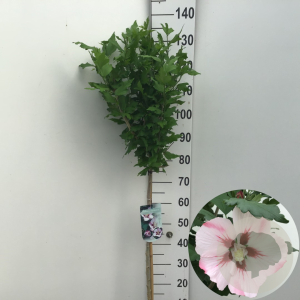 Hibiscus syr. 'Hamabo' 80 cm stam 7,5L