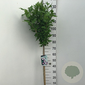 Hibiscus syr. 'Hamabo' 80 cm stam 7,5L