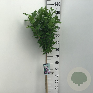 Hibiscus syr. 'Hamabo' 80 cm stam 7,5L