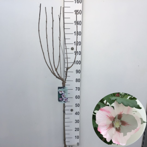 Hibiscus syr. 'Hamabo' 80 cm stam 7,5L