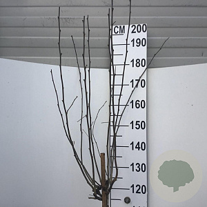 Hibiscus syr. 'Marina' 120 cm stam 7,5L