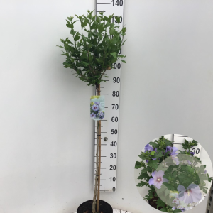 Hibiscus syr. 'Marina' 90 cm stam 7,5L