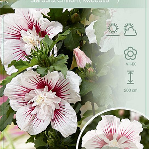 Hibiscus syr. Starburst Chiffon 60-80 cm 7,5L