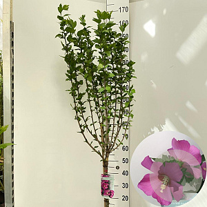 Hibiscus syr. 'Woodbridge' 60 cm stam 7,5L