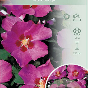 Hibiscus syr. 'Woodbridge' 90 cm stam 7,5L