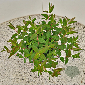 Hypericum 'Hidcote' 25-30 cm 2,5L