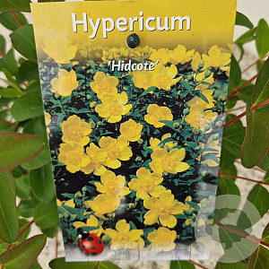 Hypericum 'Hidcote' 25-30 cm 2,5L