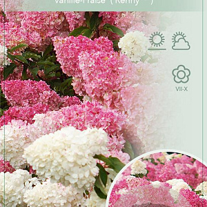 Hydrangea pan. Vanille-Fraise 120 cm stam 7,5L