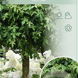 Liquidambar s. 'Gum Ball' 120 cm stam 10L