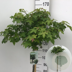 Liquidambar s. 'Gum Ball' 120 cm stam 10L
